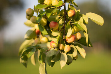 Wild apple tree. Dense branch with a harvest of wild apples.