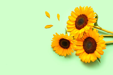 Beautiful sunflowers and petals on green background