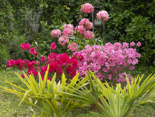 Obraz premium Azalea japonica et mollis ‘Homebush’