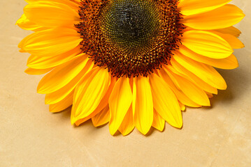 Beautiful sunflower on brown background