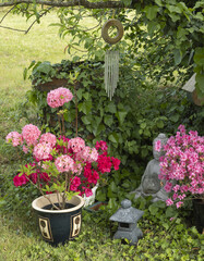 Azalea japonica et mollis ‘Homebush’