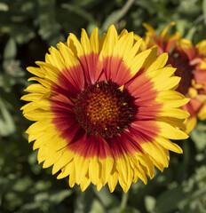 Fleurs de Gaillarde grandiflora	