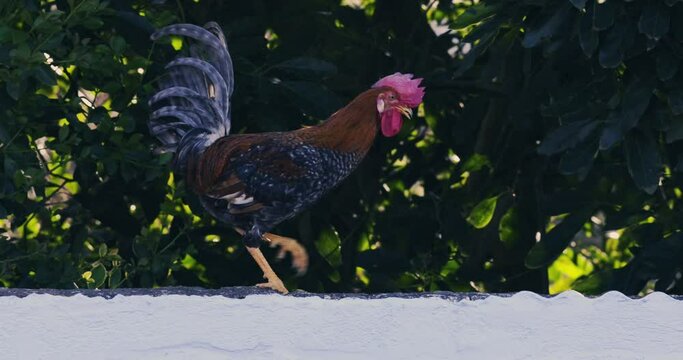 Gallo en muro
