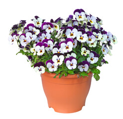 Pot de Viola cornuta	