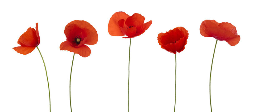 Coquelicots	
