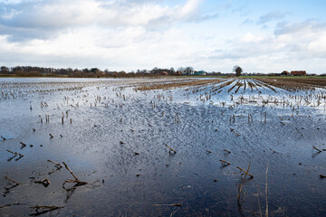 Fototapeta na wymiar Dauerregen - überflutetes, abgeerntetes Maisfeld. Symbolfoto.