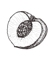 Half of a peach vector sketch illustration, isolated drawing on a white background, fruit for design and decoration, print, tattoo, sticker