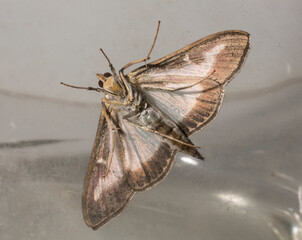 Cydalima perspectalis or the box tree moth is a species of moth of the family Crambidae. This butterfly is a pest.