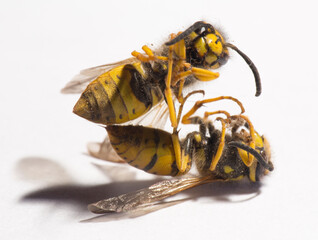 Vespula germanica, the European wasp, German wasp, or German yellowjacket.