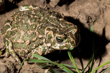 European green toad. Bufotes viridis.