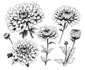 Set of hand drawn luxurious Chrysanthemum flowers. Vector illustration of plant elements for floral design. Black and white sketch isolated on a white background.
