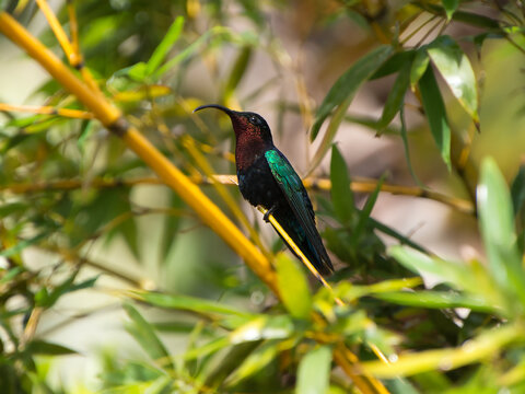 Colibri à gorge rubis, pris en photo en Martinique