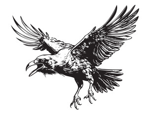 Crow attacking sketch hand drawn Vector illustration - obrazy, fototapety, plakaty