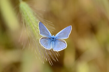Blue coloured butterfly. Chapmans blue butterfly on plant, close-up, on wing. (Polyommatus thersites )