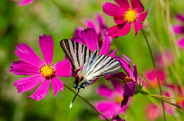 Scarce Swallowtail butterfly on pink coloured park flowers, close-up, on the wing. (Iphiclides podalirius )