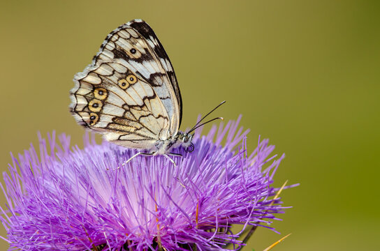 Balkan Marbled White butterfly on a purple flower, close-up, under the wing. (Melanargia larissa )