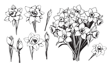 Bouquet of daffodils isolated on white. Black outline hand drawn sketch of narcissus flowers bunch. Vector for spring holidays design, greeting card on Womens day