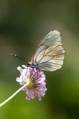 Black-veined White butterfly on purple flower. Close-up, under the wing. (Aporia crataegi )