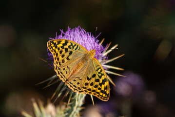 Mediterranean Fritillary butterfly on purple-flowered thorn, close-up, on the wing. (Argynnis pandora)