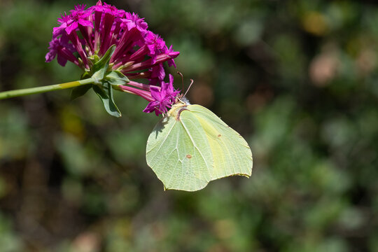 Brimstone butterfly on pink coloured flower. Close-up, under the wing. (Gonepteryx rhamni).