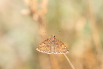 Dingy Skipper butterfly. Close-up, under the wing. (Erynnis tages )
