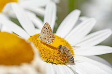 Common Blue butterfly and honey bee on daisies. Close-up, under the wing. (Polyommatus icarus )