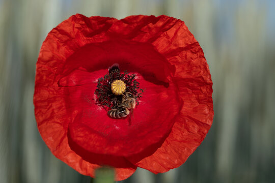 A small honeybee is in the centre of a red wild poppy flower. The flower glows in the centre of the picture. In the background, delicate green ears of corn are blurred.