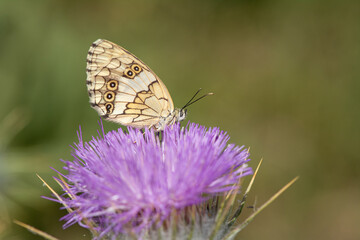 Balkan Marbled White butterfly on a purple flower, close-up, under the wing. (Melanargia larissa )