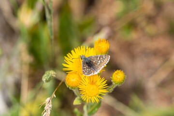 Oberthür's Grizzled Skipper butterfly on yellow coloured flower. Close-up, on the wing. (Pyrgus...