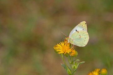 Clouded Yellow butterfly on yellow coloured flower. Close-up, under the wing. (Colias crocea )
