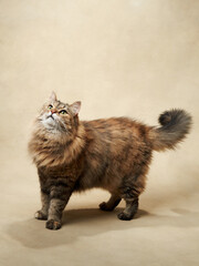 A fluffy tabby cat with mesmerizing green eyes looks upward, tail high and confident. Pet in studio