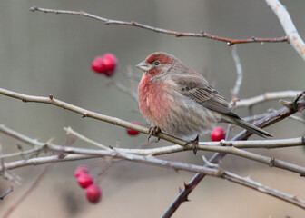 House Finch on a branch with red berries in the background