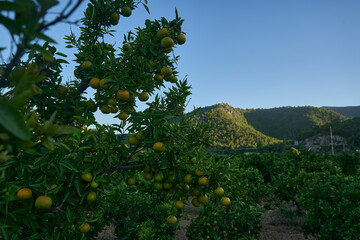 Favara, Valencia: A fruitful tree stands tall, radiating nature and fertility.