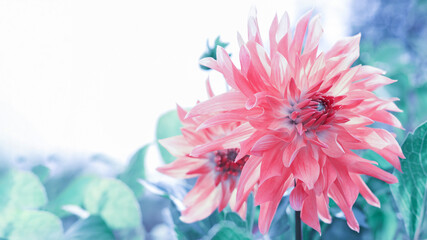 Spring Garden with pink dahlia. Blooming dahlia flower in garden.  Coral flower Dahlia for...