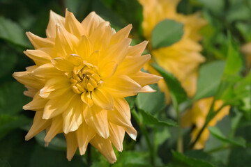 Obraz premium Spring Garden with yellow dahlia. Blooming dahlia flower in garden. Yellow flower Dahlia for background. Big flowers of blossoming autumn dahlia. Summer blossom