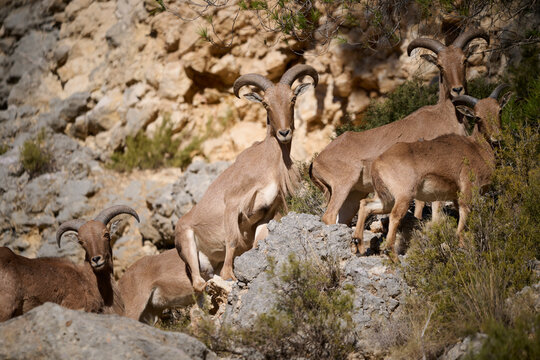 A herd of Barbary sheep cluster on a rugged mountainside demonstrating their climbing prowess