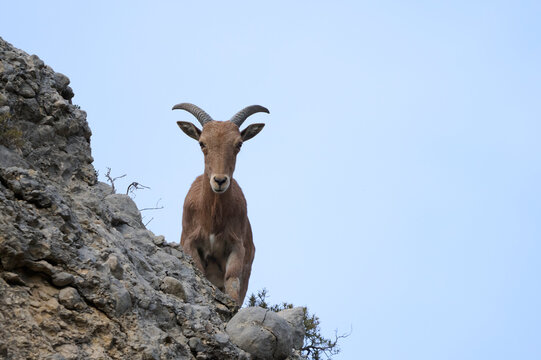 From below of barbary sheep stands majestically on a cliff edge surveying its surroundings with keen eyes