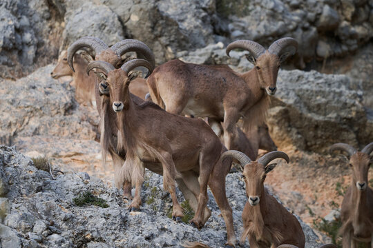 A group of Barbary sheep gather on rocky terrain their curved horns characteristic of the species