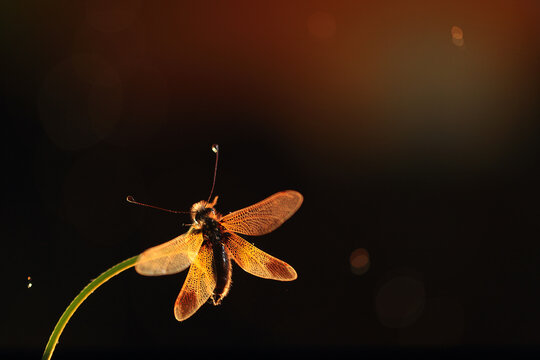 A majestic Libelloides ictericus basking in the golden light with a dark background