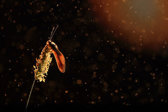 A glowing Libelloides ictericus caught in a warm, bokeh light backdrop during twilight