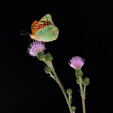 A Pandora butterfly with wings spread, sitting on a purple thistle flower, on a black background