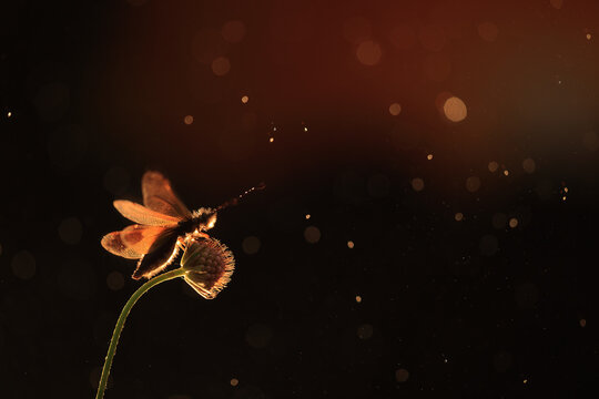 A glowing Libelloides ictericus caught in a warm, bokeh light backdrop during twilight