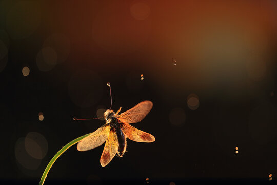 A majestic Libelloides ictericus basking in the golden light with a dark background