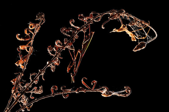 An Empusa pennata mantis on a twisted vine silhouette with a dramatic black background