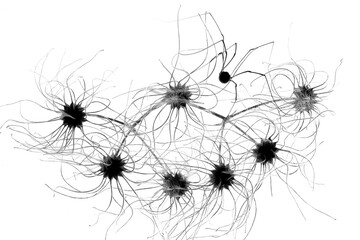 Intricate network of abstract black lines on white
