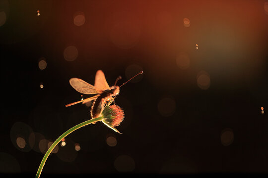 A glowing Libelloides ictericus caught in a warm, bokeh light backdrop during twilight