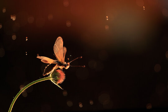 A glowing Libelloides ictericus caught in a warm, bokeh light backdrop during twilight