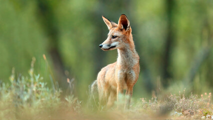 A young red fox stands elegantly in a forest clearing its gaze fixed on something in the distance