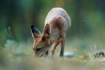A red fox kit forages through the forest floor immersed in the search for food in its natural habitat