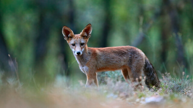 A juvenile red fox stands with alertness in a sun-dappled forest showcasing its keen gaze and beautiful coat